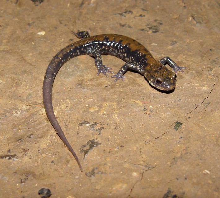 DSC01572 Walker Co GA