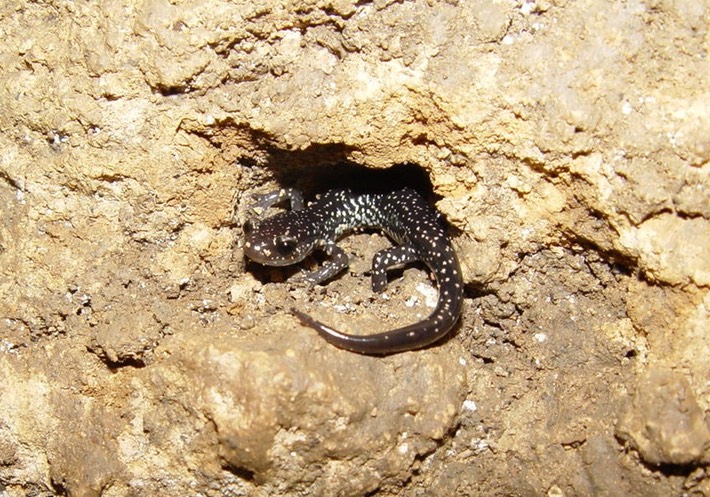 DSC01590 PGLU Walker Co GA