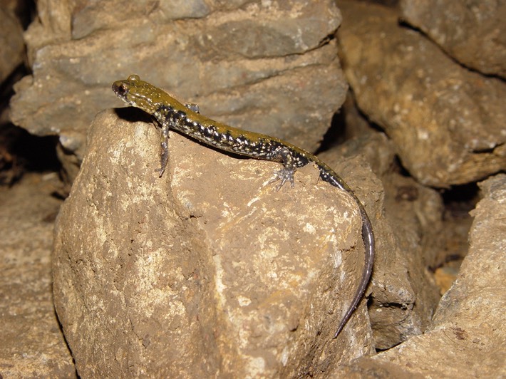 DSC01603 Walker Co GA