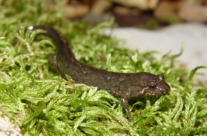 DSC01648 Fricks Walker Co. GA