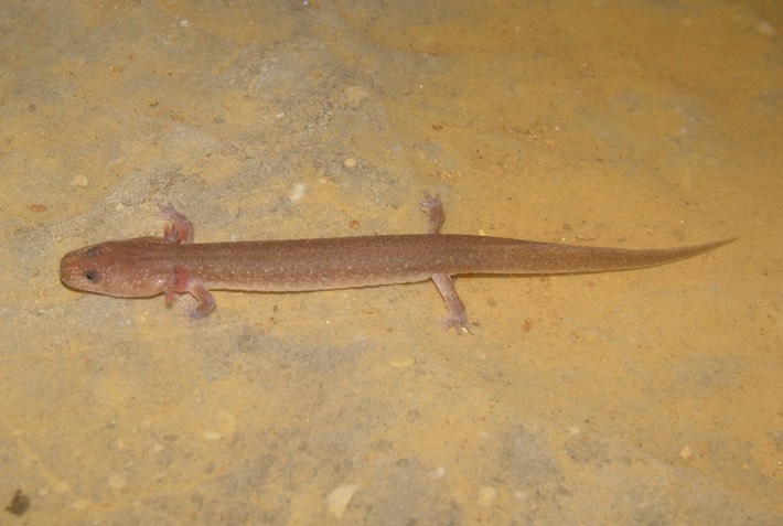 DSC01660 GPOR Walker Co GA