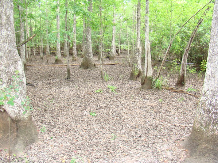 DSC02020 Bogue Chitto NWR