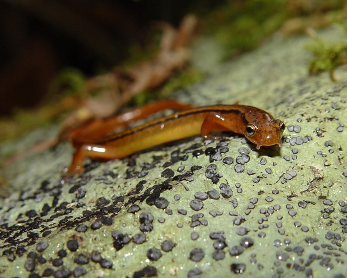 DSC02195 Smokies EWIL