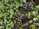 DSC03004