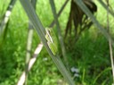 DSC03294