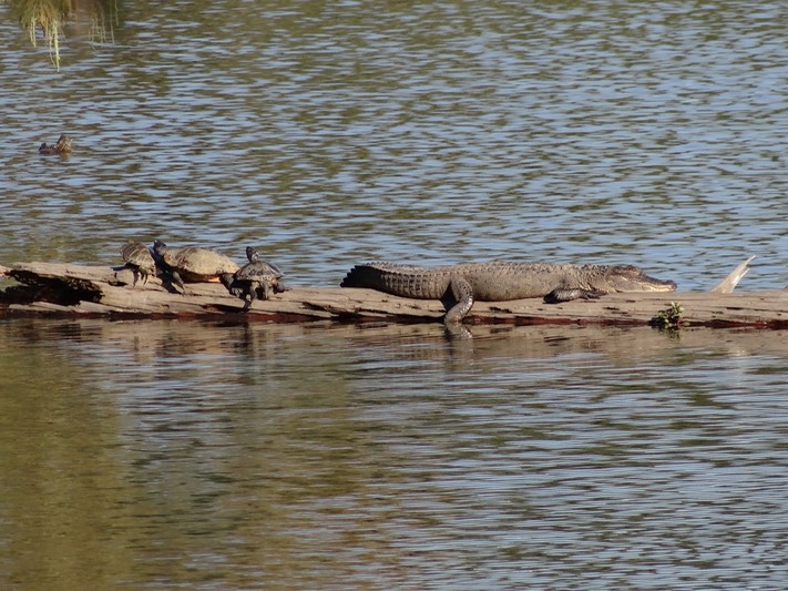 DSC03540 Spearfico (Beaver Pond)