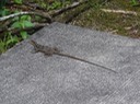 DSC04137
