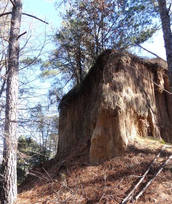 DSC04139 (Crop) copy