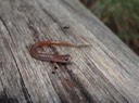 DSC04303
