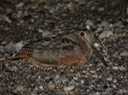 DSC04343