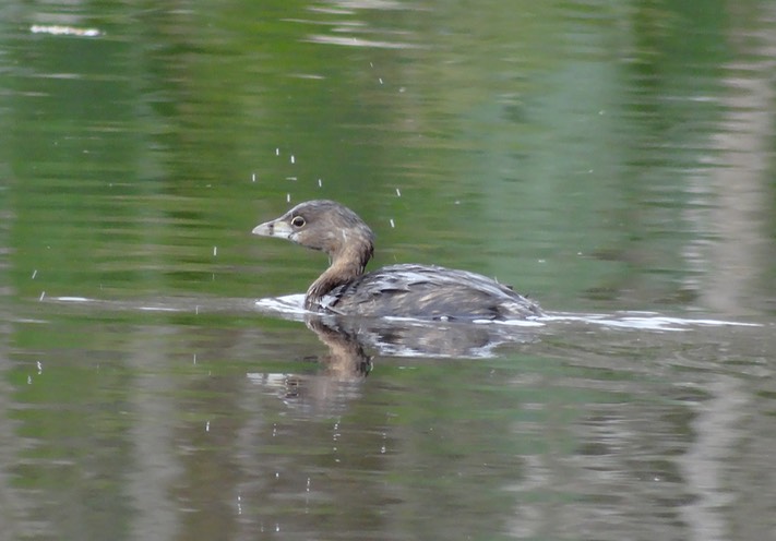 DSC05661 (2)