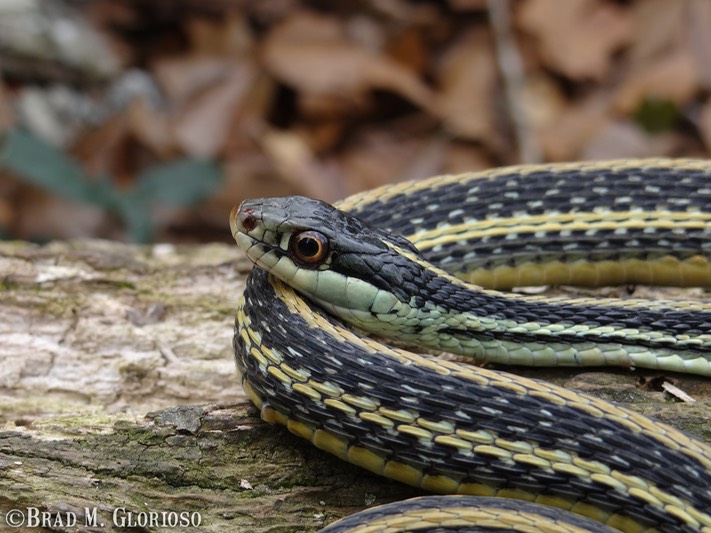 DSC05667 (2) Western Ribbonsnake