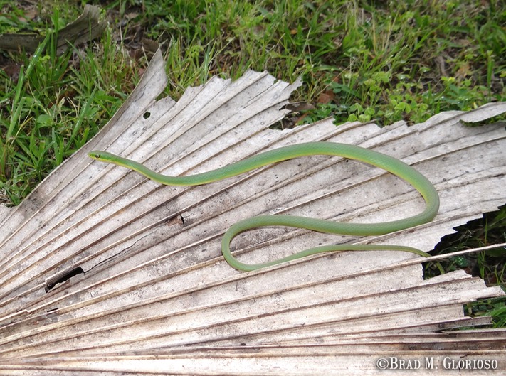 DSC05972 Rough Greensnake (2)