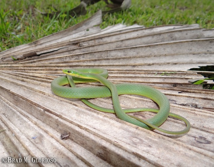 DSC05989 Rough Greensnake (3)