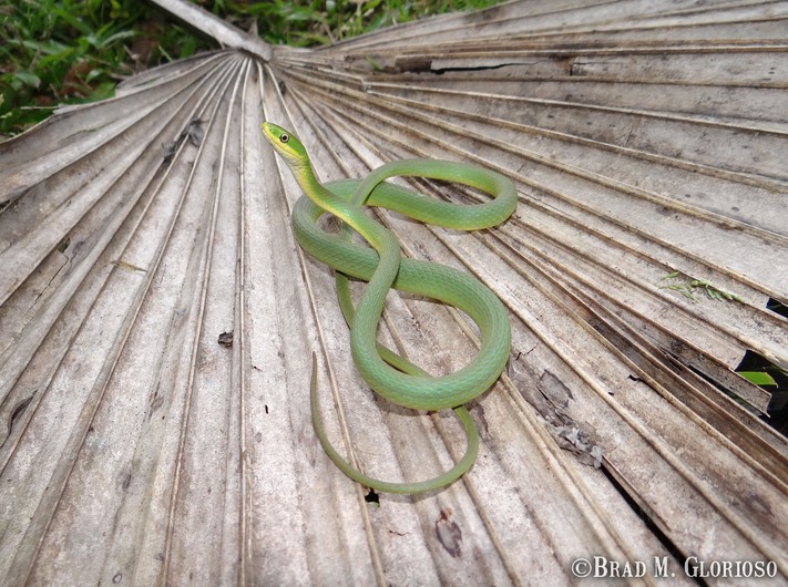 DSC05999 Rough Greensnake (1)