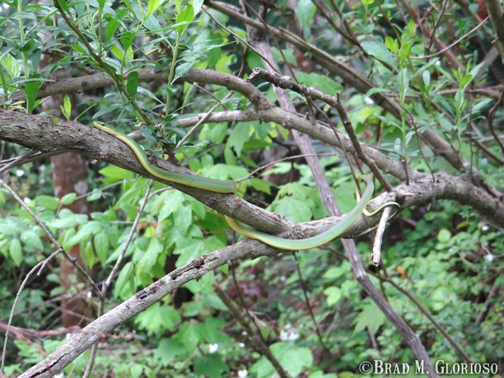 DSC06011 Rough Greensnake (5)