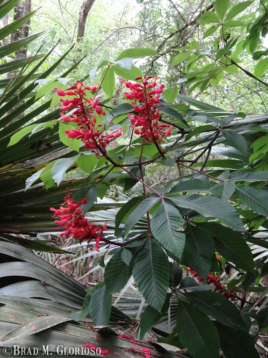 DSC06013 Red Buckeye