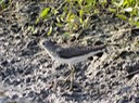 DSC06315 Bayou Teche NWR