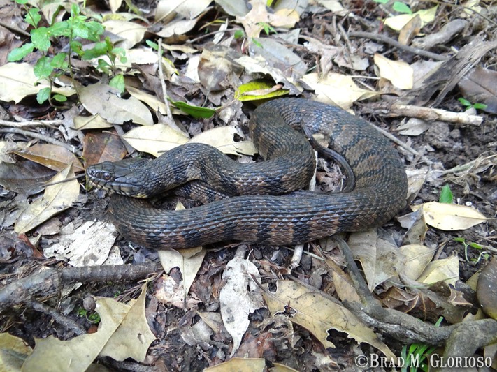 DSC06358 (2) Diamond-backed Watersnake