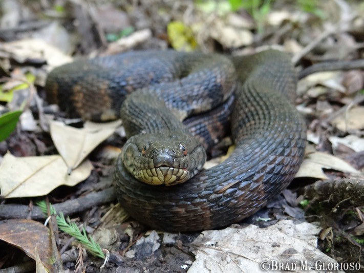 DSC06361 (2) Diamond-backed Watersnake