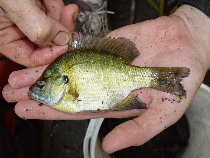 DSC06424 Reelfoot