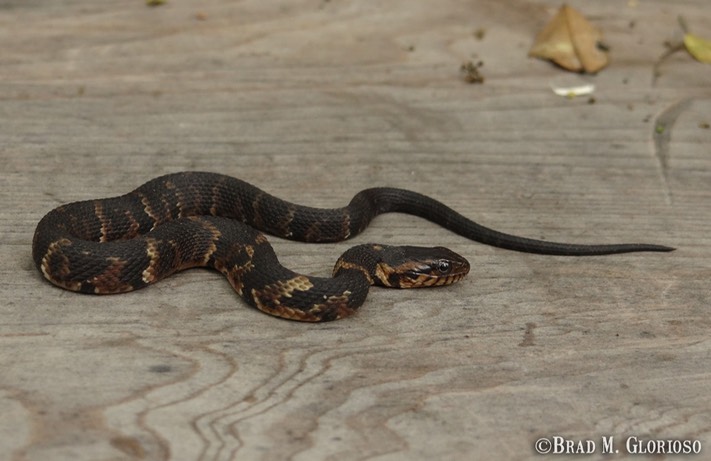 DSC06585 (2) Southern Watersnake