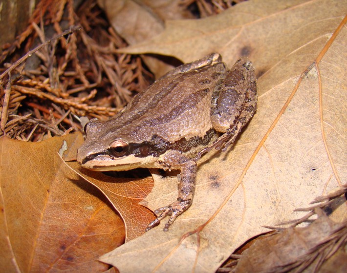 DSC06595 (2) Bogue Chitto NWR