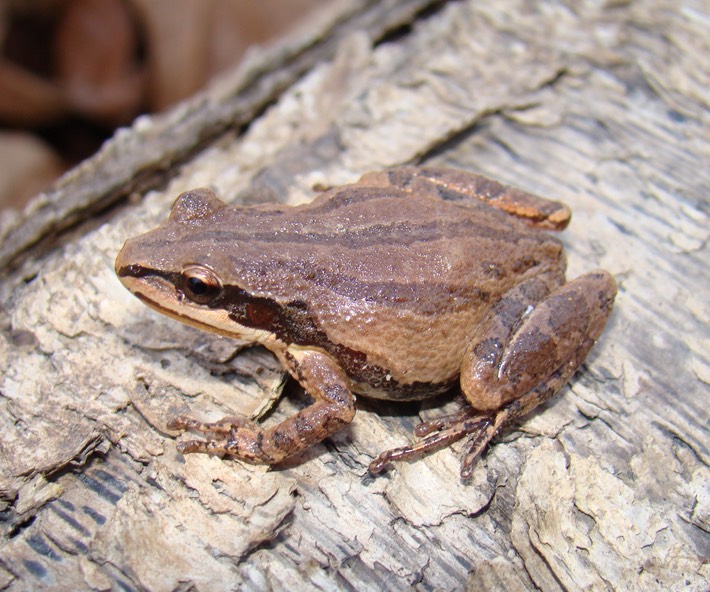 DSC06596 (2) Bogue Chitto NWR