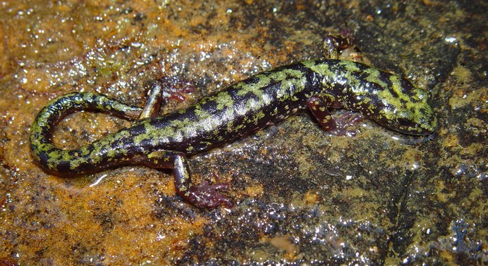 DSC06654 AAEN Sewanee Franklin Co