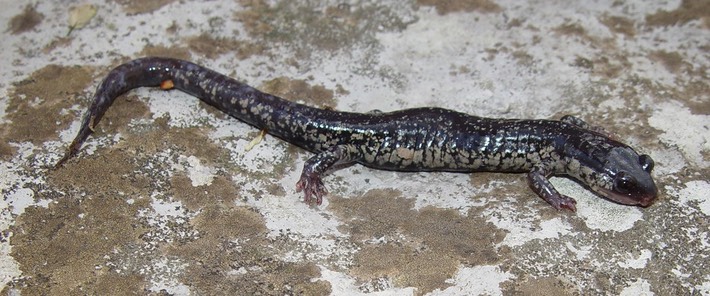 DSC06706 Franklin Co PGLU