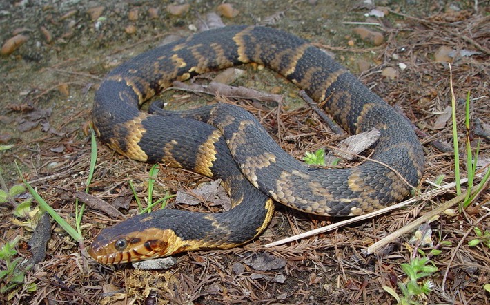 Southern Watersnake 1.JPG