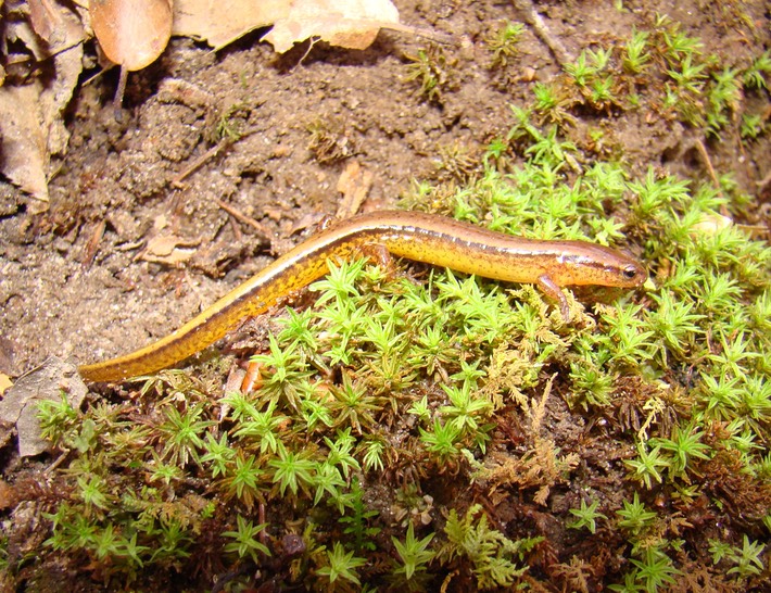 DSC06905 Grenada ECIR