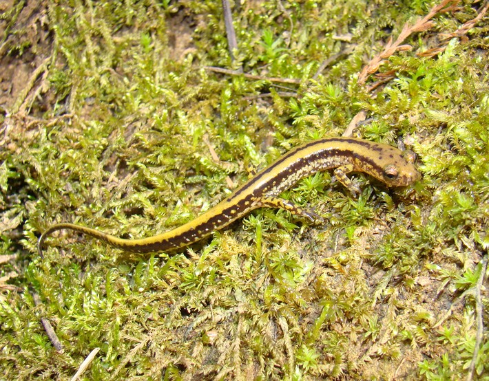 DSC06931 Grenada EGUT