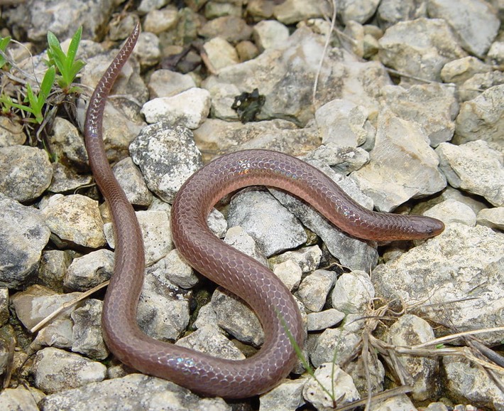 Wormsnake.JPG