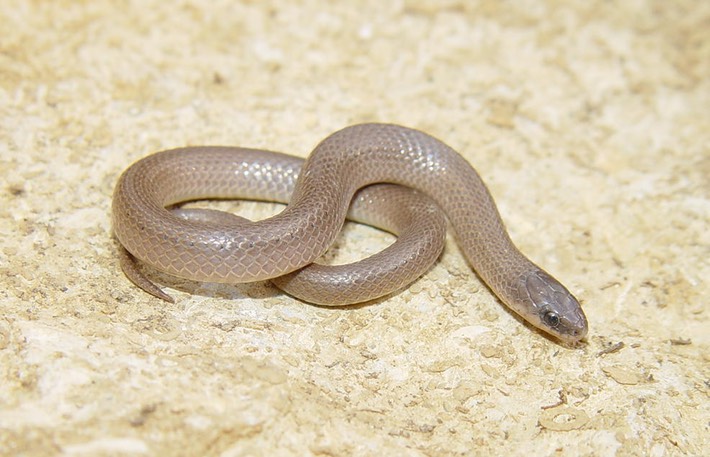 Smooth Earthsnake 1.JPG