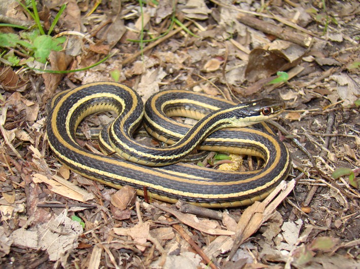 Western Ribbonsnake.JPG
