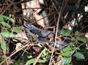 DSC07799