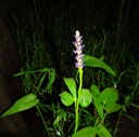 DSC08316 (2)