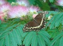 DSC08377 BITH