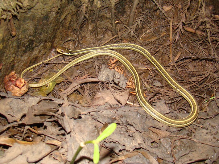 Western Ribbonsnake 1.JPG