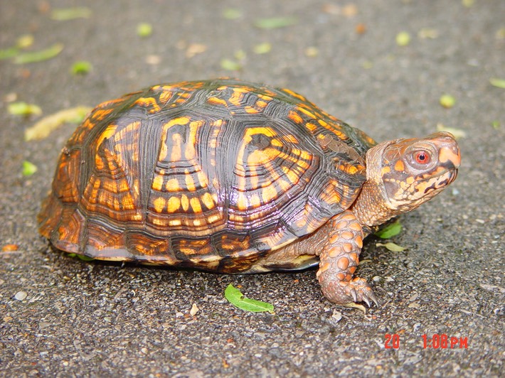 DSC09058 Murfree Spring