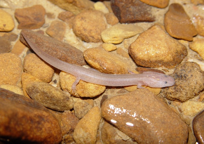 DSC09226 GPAL Franklin