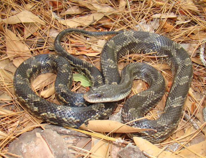 Texas Ratsnake 1.jpg