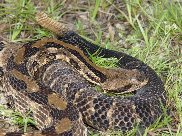 Timber Rattlesnake 1.JPG