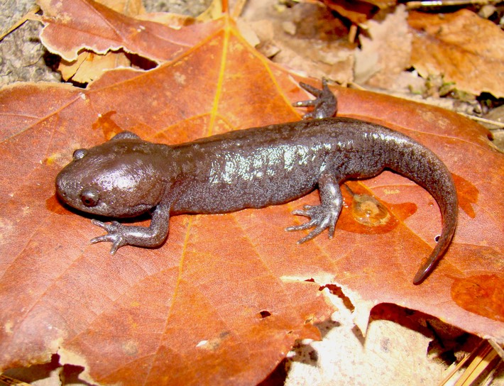 DSC09943 Kisatchie ATAL