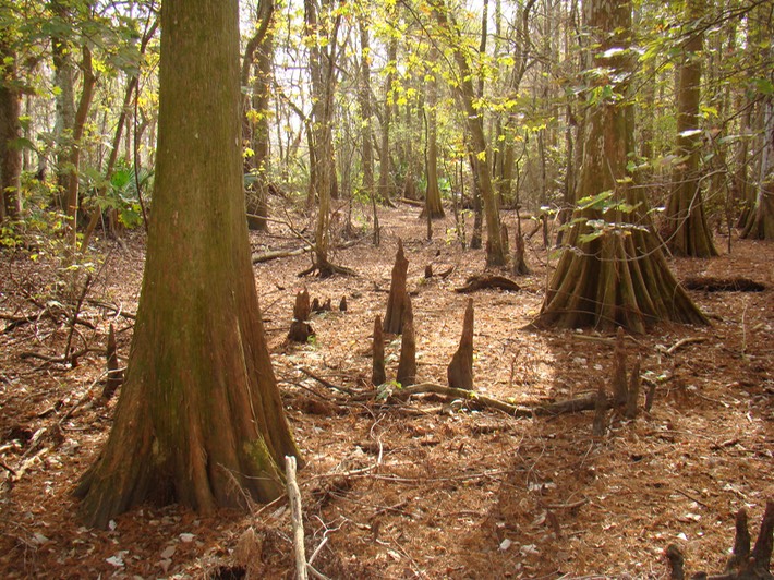 DSC09950 Lake Martin