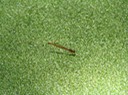 Duckweed Firetail - Telebasis byersi (3)
