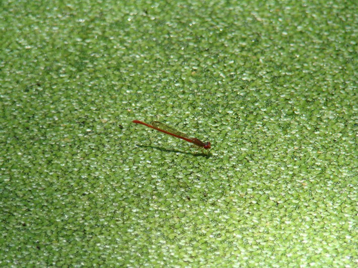 Duckweed Firetail - Telebasis byersi (3)