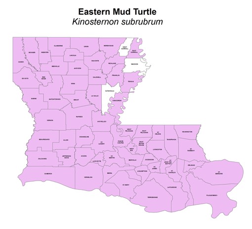 Eastern Mud Turtle