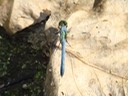 Eastern Pondhawk Male - Erythemis simpliciollus (1)